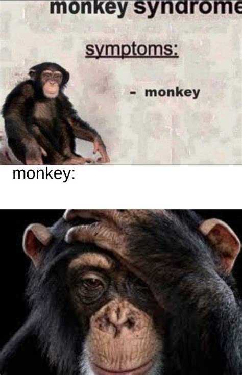 ape together contract monkey syndrome : r/dankmemes