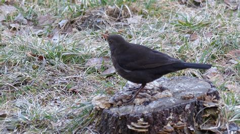 Eurasian Blackbird | MarkEisingBirding