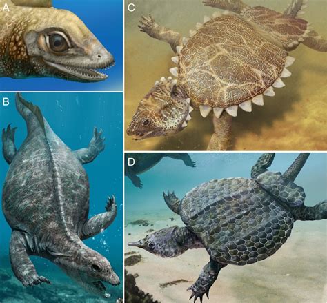 All Your Prehistoric Questions Answered — The Evolution of Marine Reptiles