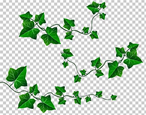 Vine Leaf Ivy PNG, Clipart, Branch, Clipart, Clip Art, Color, Decoration Free PNG Download