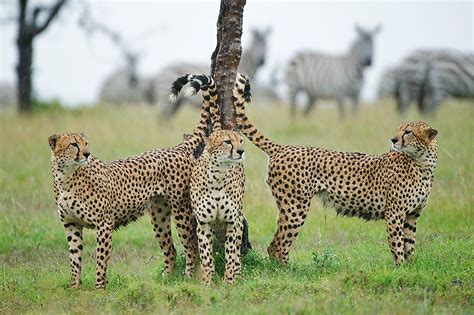 Sean Crane Photography | Cute wild animals, Animals wild, Wild cats