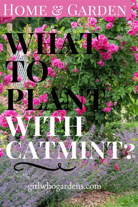 Good Companion Plants for Catmint - Girl Who Travels the World ...