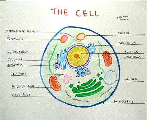 The cell structure. Organelles. Watercolor. Kateryna Tonyuk | Cell ...