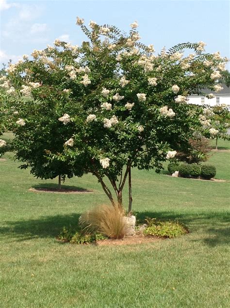 My white crepe myrtle | Townhouse garden, Yard landscaping, Landscape