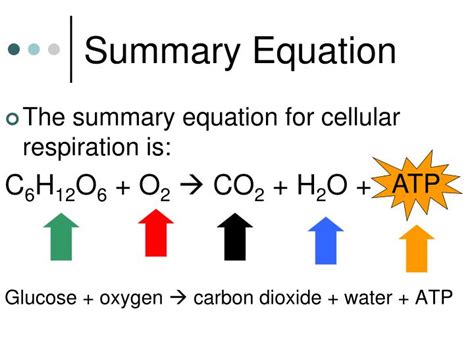 PPT - Cellular Respiration Glycolysis Recap and Fermentation Processes ...