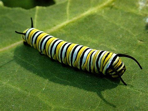 8 monarch butterfly caterpillar : Biological Science Picture Directory ...