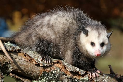 Five fun facts about so-ugly-they're-cute opossums | Forest Preserve District of Will County