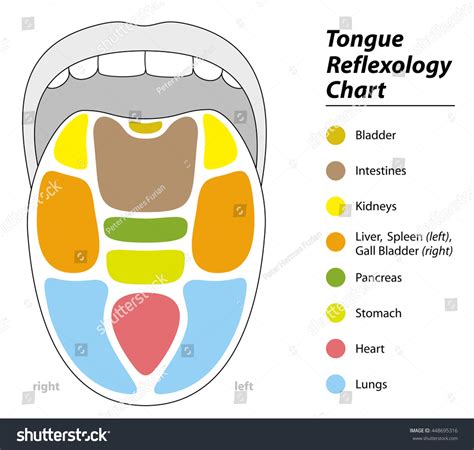 Tongue Diagnosis Chart Reflexology Areas Corresponding Stock Vector ...