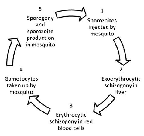 Schematic life cycle of Plasmodium spp. | Download Scientific Diagram