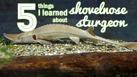 5 Things I Learned About Shovelnose Sturgeon - Greater Cleveland Aquarium