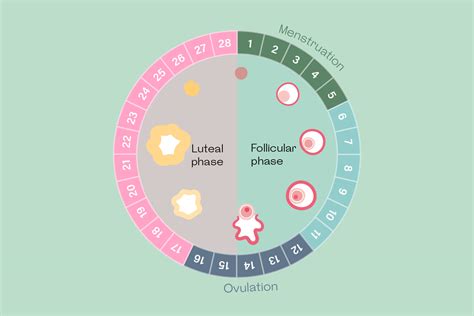 Luteal Phase Calculator: The Exact Formula to Use