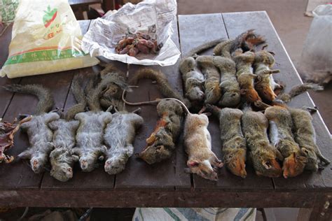 Bush meat at a market in rural Laos. | Somehow they look rea… | Flickr