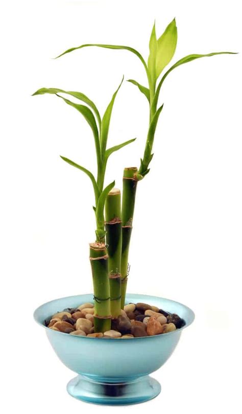 Lucky bamboo - advice on caring for this special Dracaena