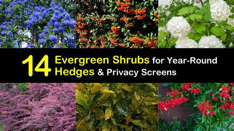 14 Evergreen Shrubs for Year-Round Hedges and Privacy Screens