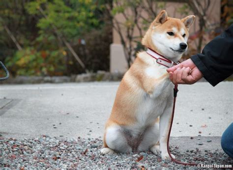 Tips In Training A Shiba Inu - Kom News