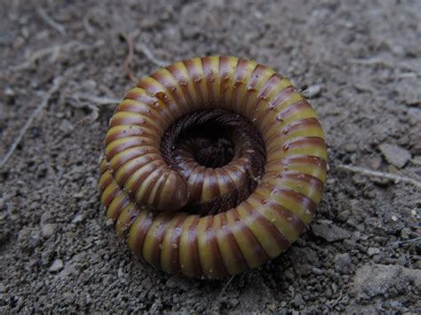 Myriapods - Amistad National Recreation Area (U.S. National Park Service)