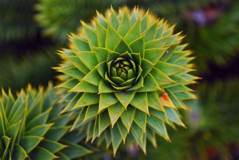 9 Amazing Fractals Found in Nature