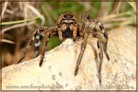 Lycosa tarantula (Linnaeus, 1758) – ArachnoPhoto