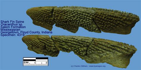 Orthacanthus - Fossil Wiki, the paleontology wiki