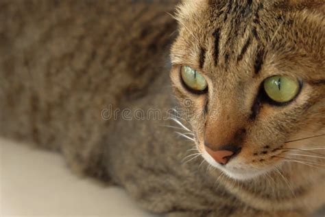 Oeil De Visage De Chat Grand Image stock - Image du chat, vert: 51438731