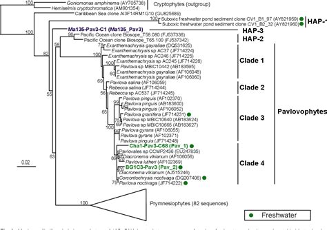 New haptophyte lineages and multiple independent colonizations of ...