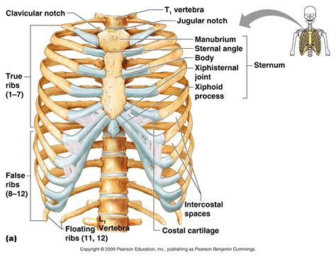 Anatomy Of Rib Cage / The Thoracic Cage | Anatomy and Physiology I - In ...