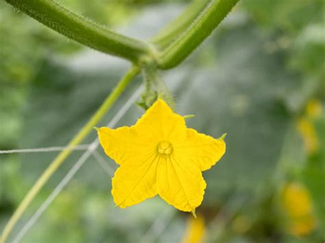 Male vs Female Cucumber Flowers: What's the Difference? - A-Z Animals