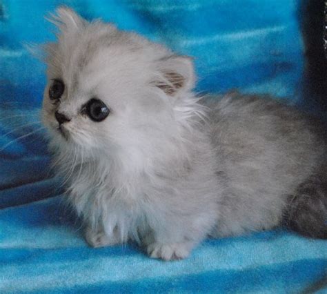 Available Kittens | Munchkin kitten, Kittens cutest, Kittens