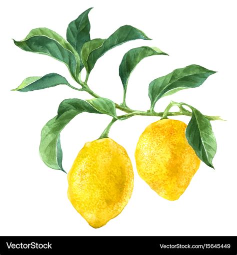 Watercolor lemon tree branch Royalty Free Vector Image