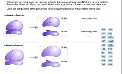 Solved Ribosomes are made up of two unequal subunits that | Chegg.com