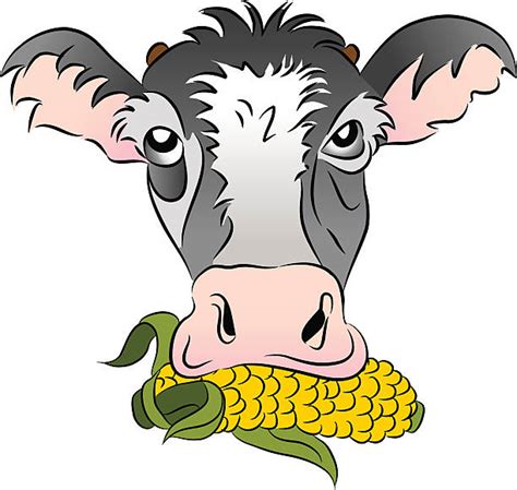 Royalty Free Cow Eating Corn Clip Art, Vector Images & Illustrations - iStock