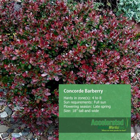 Concorde Barberry | Garden trees, Yard landscaping, Shrubs