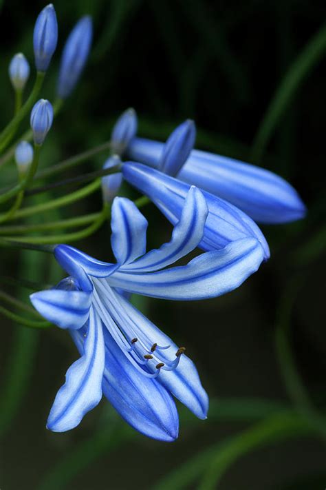 Blue Tiger Lily Photograph by Ginger Stein - Fine Art America