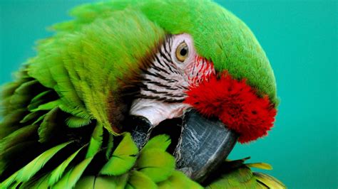 Parrots HD Wallpapers