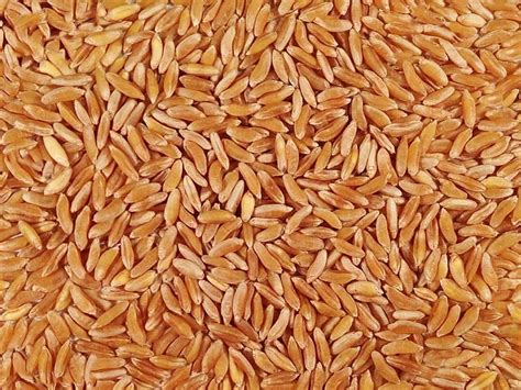 Organic Kamut® Khorasan Wheat | Grain Place Foods