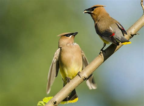 Featured Birds: Cedar Waxwings