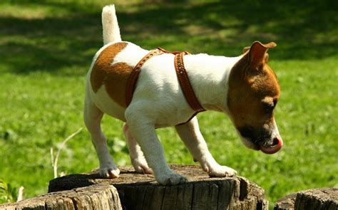 64 Most Popular Jack Russell Dog Names