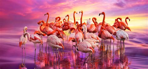 Flamingo dance by borda on DeviantArt