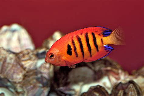 Flame Angelfish-MarineFishEZ.com