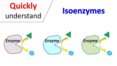 How Do You Isolate Isozymes? Best 8 Answer - Chiangmaiplaces.net