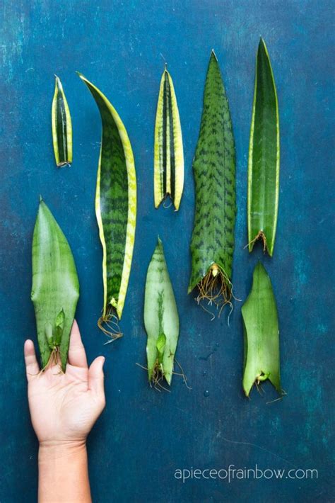 Propagate Sansevieria (Snake Plant): 3 Easy Ways! | Sansevieria plant, Snake plant propagation ...