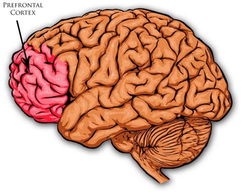 Cognition – Classroom Partners