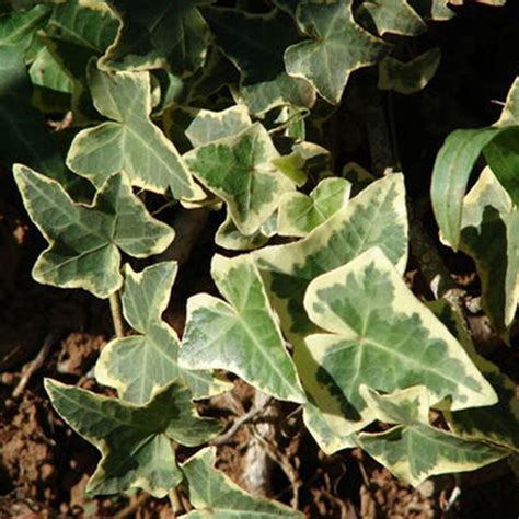 Variegated English Ivy | PlantAddicts.com