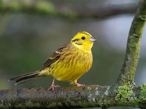 Yellowhammer | Bird Spot