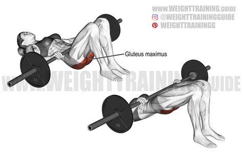 Barbell glute bridge exercise instructions and video | weighttraining.guide