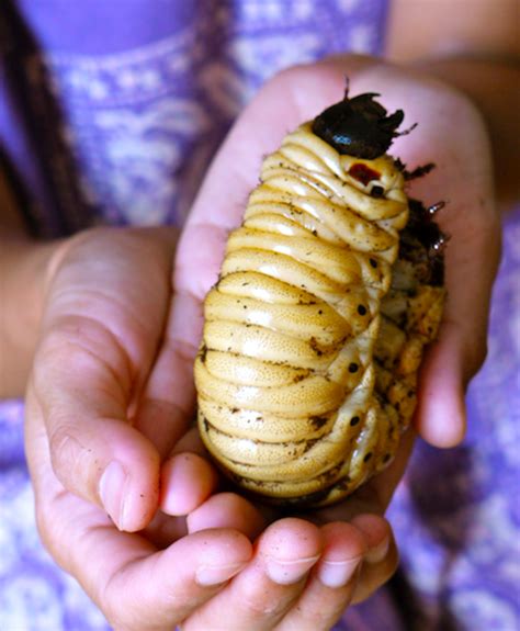 Giant Weta Larvae