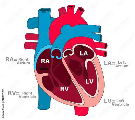 Human heart parts anatomy. Cross section structure draw. Right atrium ...