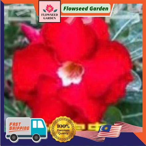 1 Biji - Bunga kemboja benih fresh seed / Adenium seeds/ 富贵花种子 沙漠玫瑰种子 花种子 单瓣或重瓣 | Shopee Malaysia