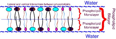 Phospholipid Bilayer Function