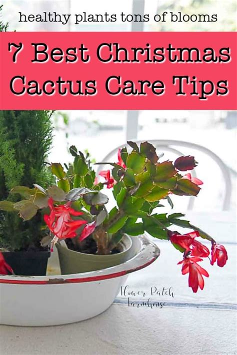 easy Christmas Cactus Care - Flower Patch Farmhouse